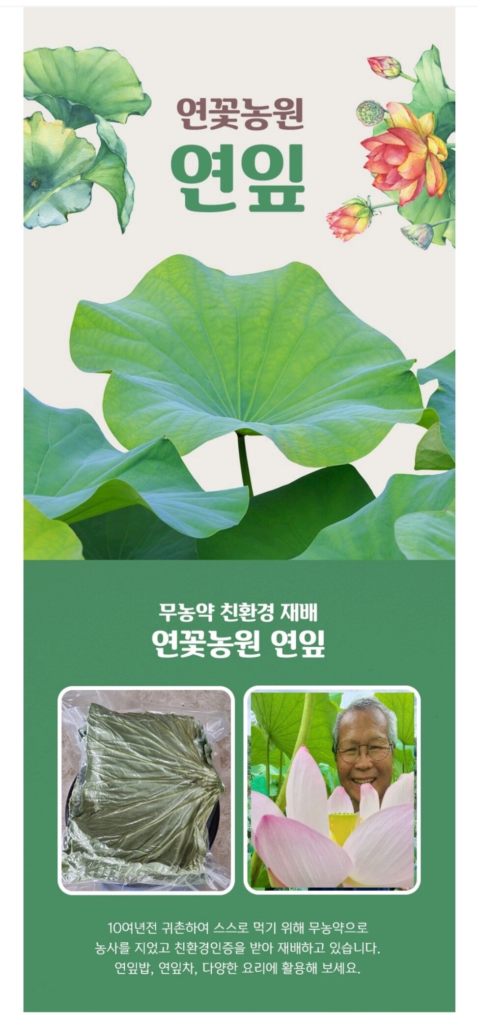 연꽃농원 친환경 무농약 연잎 1kg / 진공,냉동 / 청정지역 양양