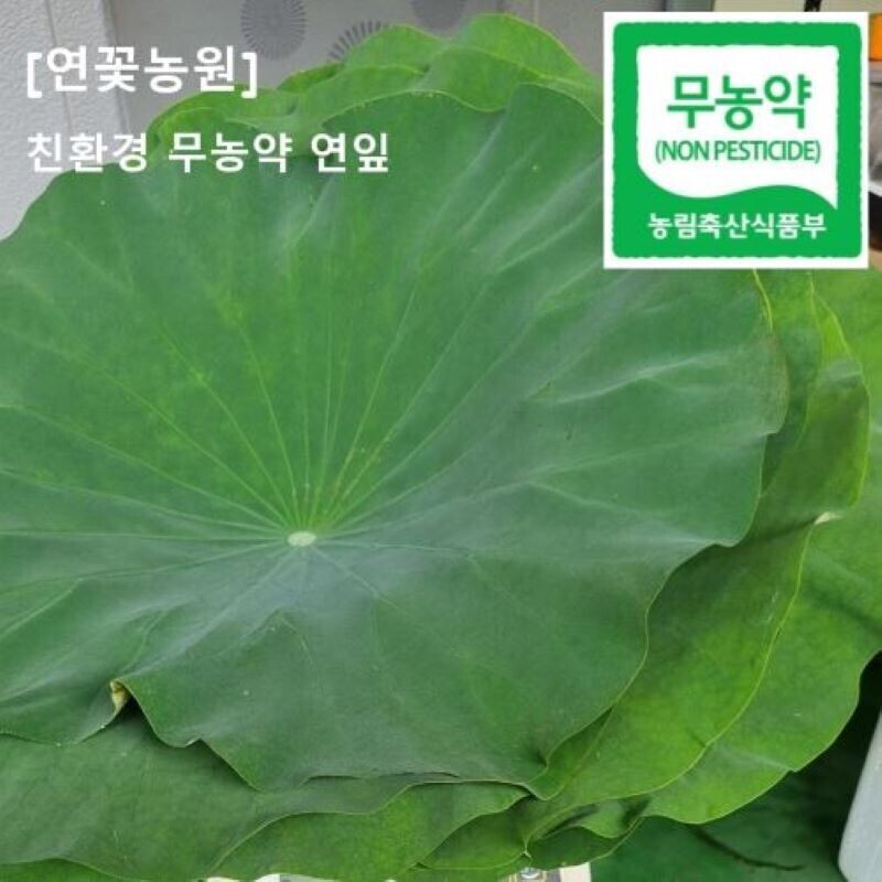 연꽃농원,연꽃농원 친환경 무농약 연잎 1kg,  진공,냉동